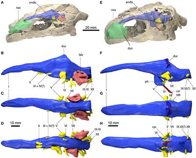 Sensory Evolution and Ecology of Early Turtles Revealed by Digital Endocranial Reconstructions